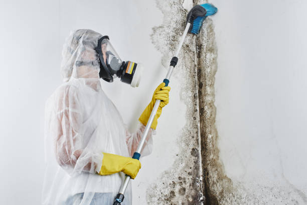 Best Toxic Mold Removal  in Greenbriar, VA