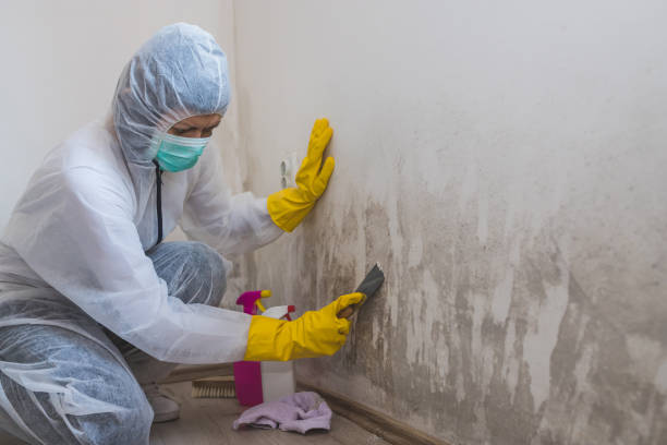Best Mold Damage Repair  in Greenbriar, VA
