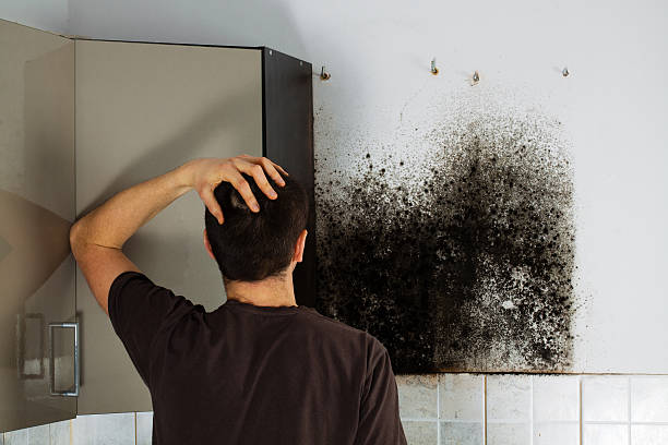 Best Mold Removal Near Me  in Greenbriar, VA
