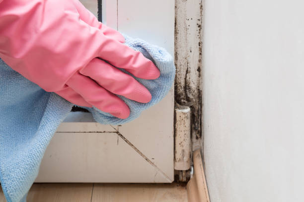 Best Attic Mold Removal  in Greenbriar, VA